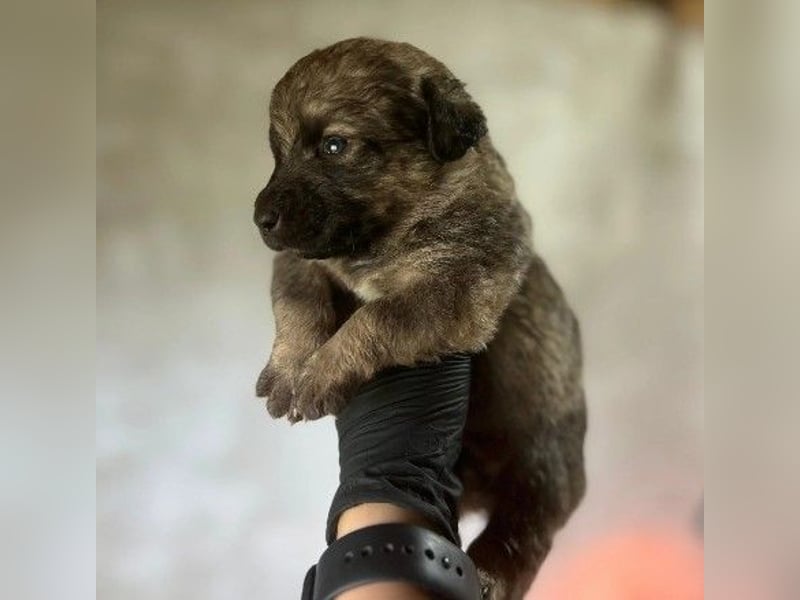 Zauberhafter Welpe Brösel