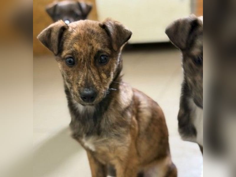 WANDA - zauberhaftes Welpenmädchen sucht ihre Familie