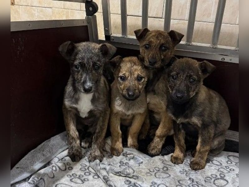 WENDY - sensibles Welpenmädchen sucht ihre Menschen