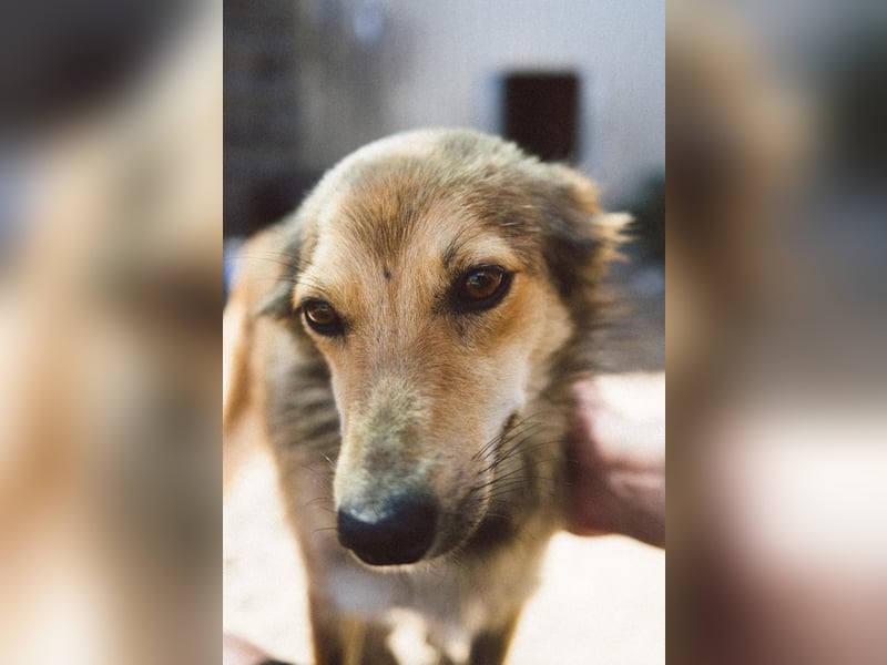 LAIKA - liebenswerte Hündin sucht ihre Herzensmenschen