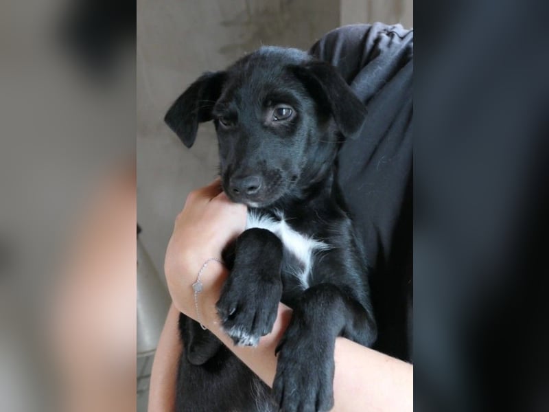 RIO - zuckersüßer Junghund sucht seine Familie