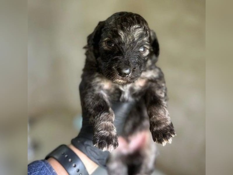 Zauberhafter Welpe 24 B