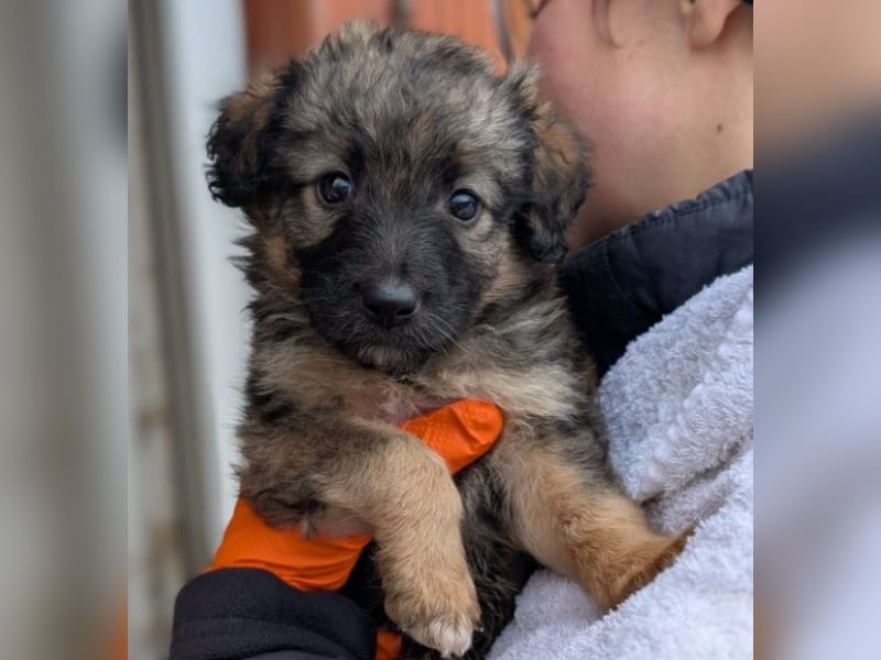 Süßer, lieber Welpe Bommel sucht seine Familie