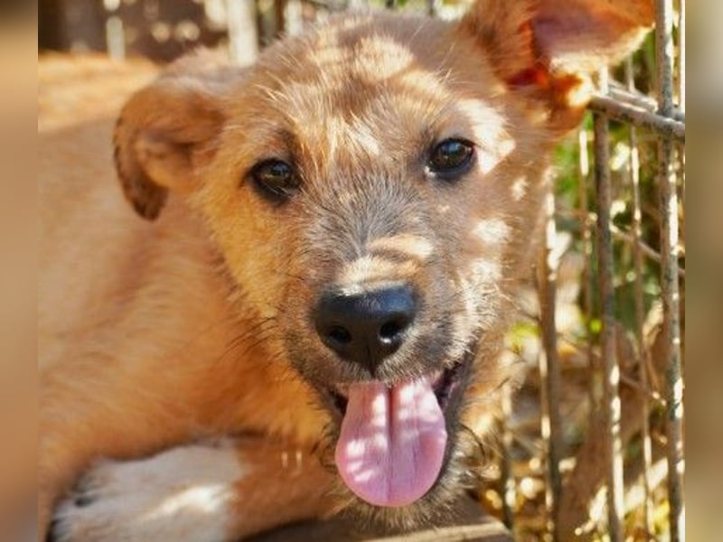 FYNN - bezaubernder Welpenjunge sucht seine Menschen