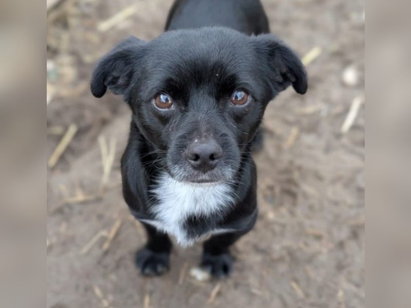 TIMON - süßer, kleiner Kerl sucht seine Familie