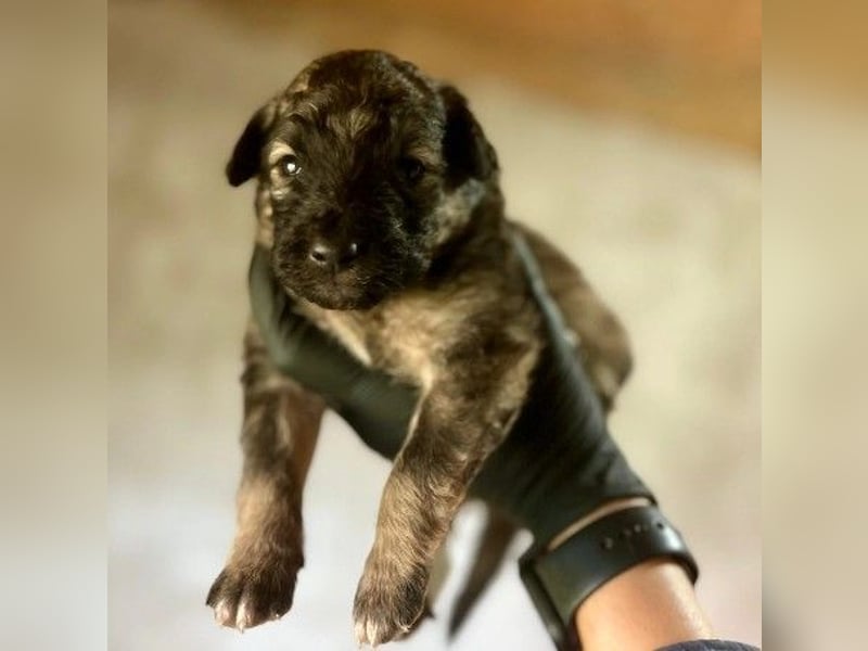 Süßer, lieber Welpe Bommel sucht seine Familie