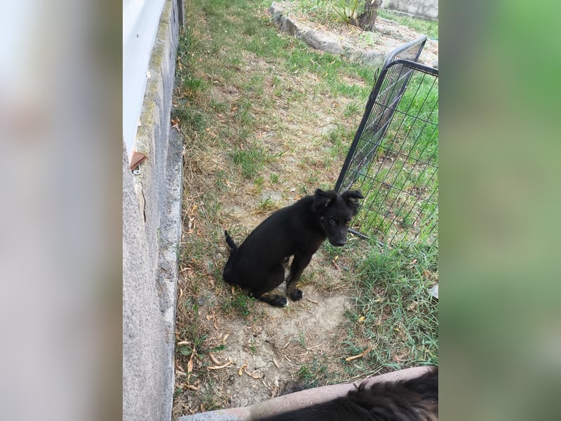 ZAZU - neugieriger, agiler Welpenjunge