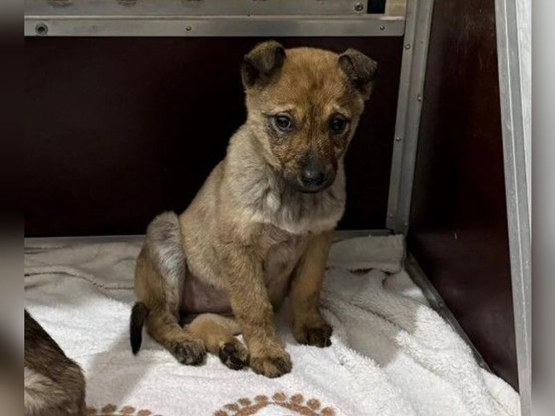 WYNIA - zurückhaltendes, süßes Welpenmädchen