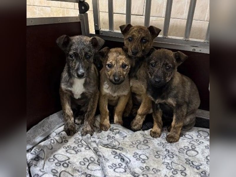 WANDA - zauberhaftes Welpenmädchen sucht ihre Familie