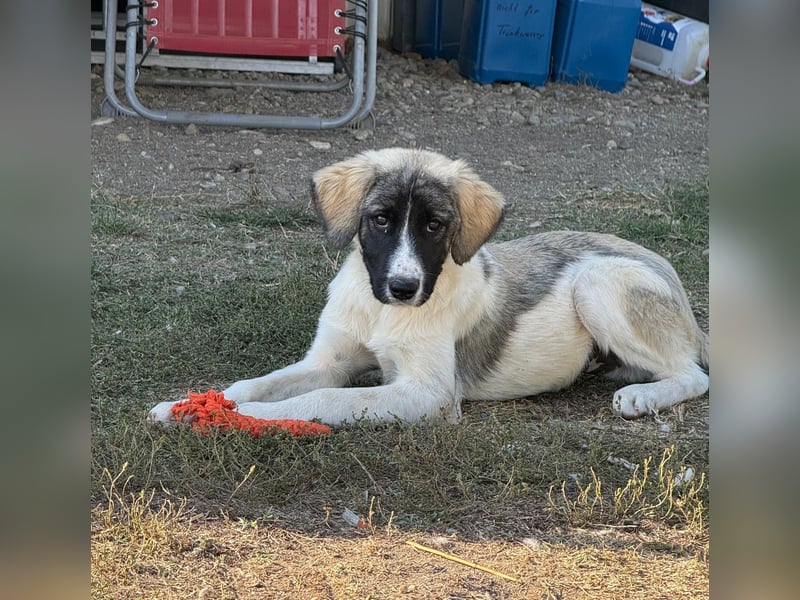 Verspielter Hundejunge COSIMO