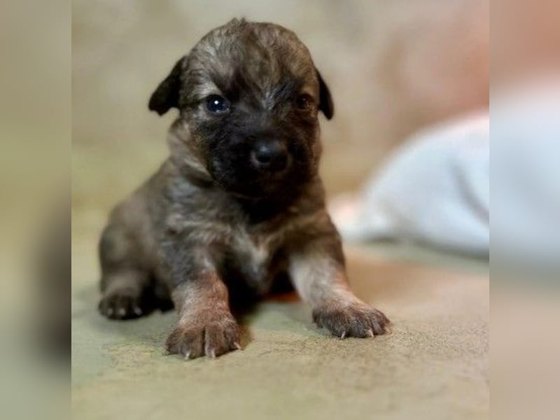 Zauberhafter Welpe Brösel