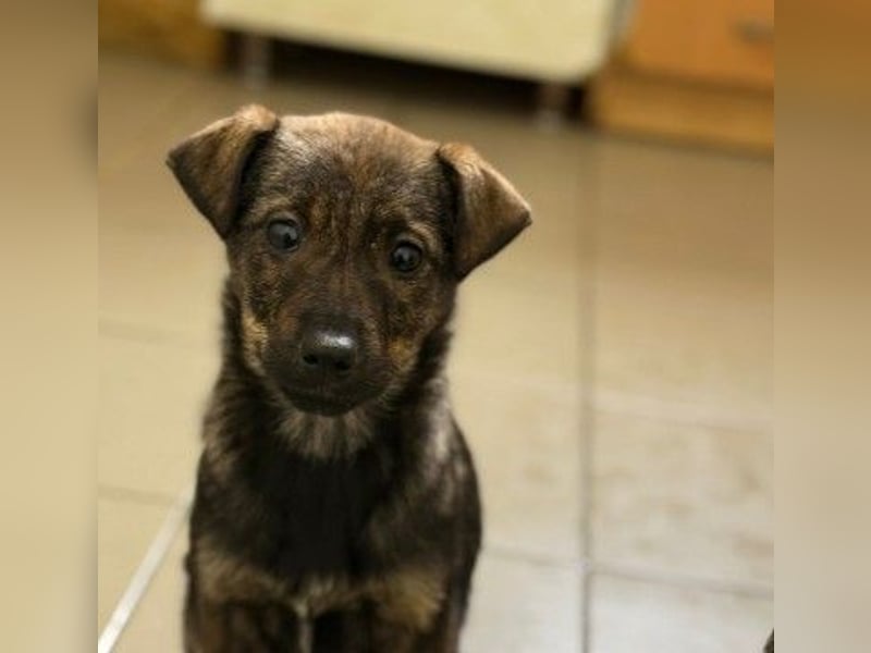 WENDY - sensibles Welpenmädchen sucht ihre Menschen