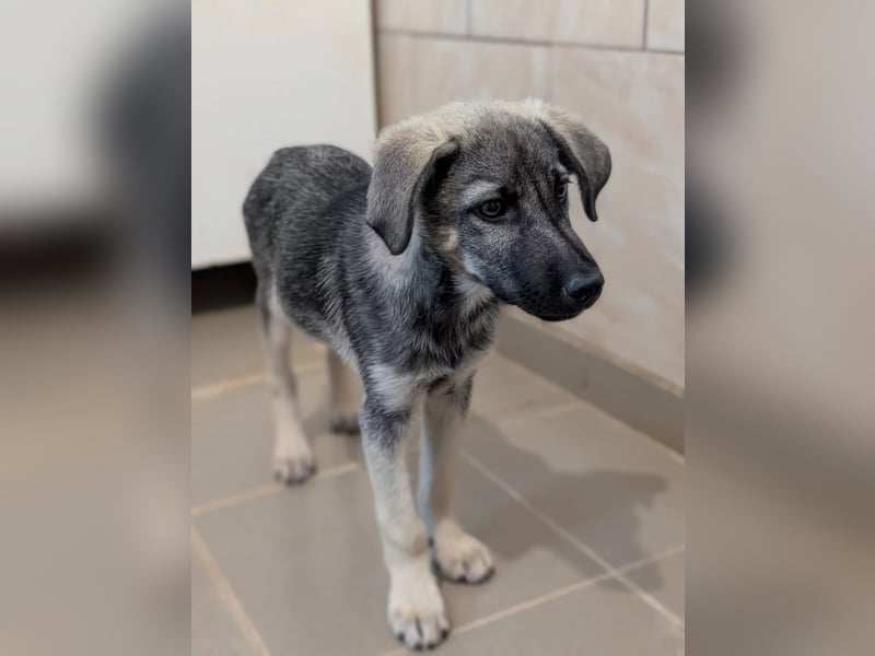 GLENNIE - aufgeweckter, liebenswerter Junghund sucht seine Familie