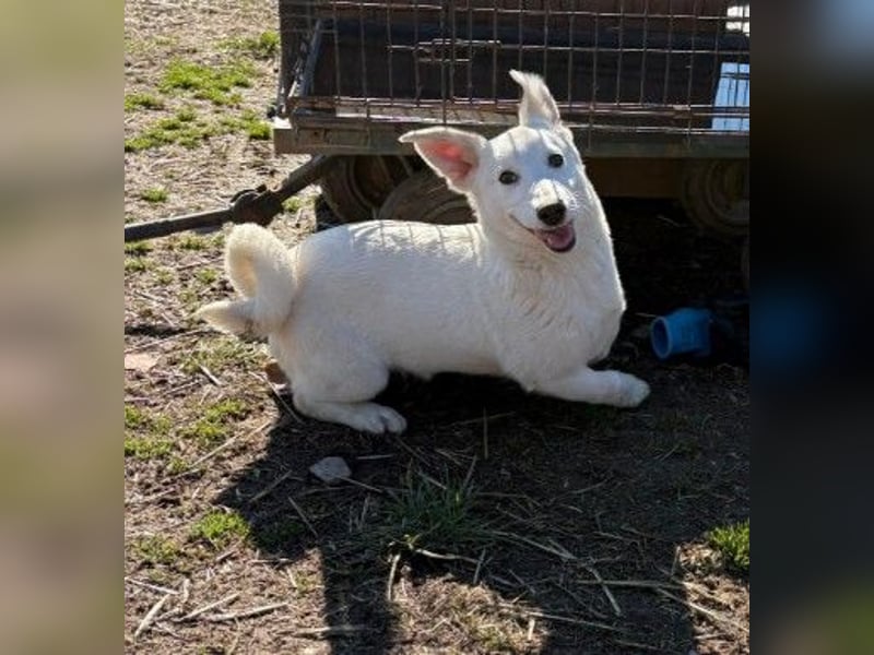 SIRIUS - zauberhafter Welpenjunge sucht seine Menschen