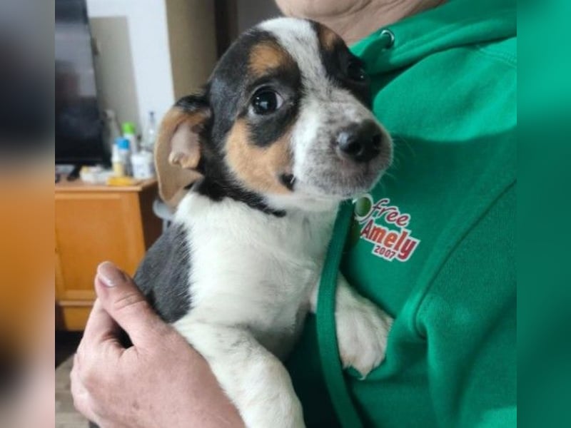 Zauberhaftes, liebes Welpenmädchen Runa