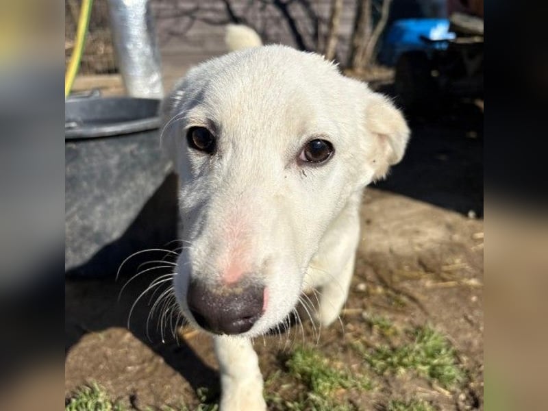 SIRIUS - zauberhafter Welpenjunge sucht seine Menschen