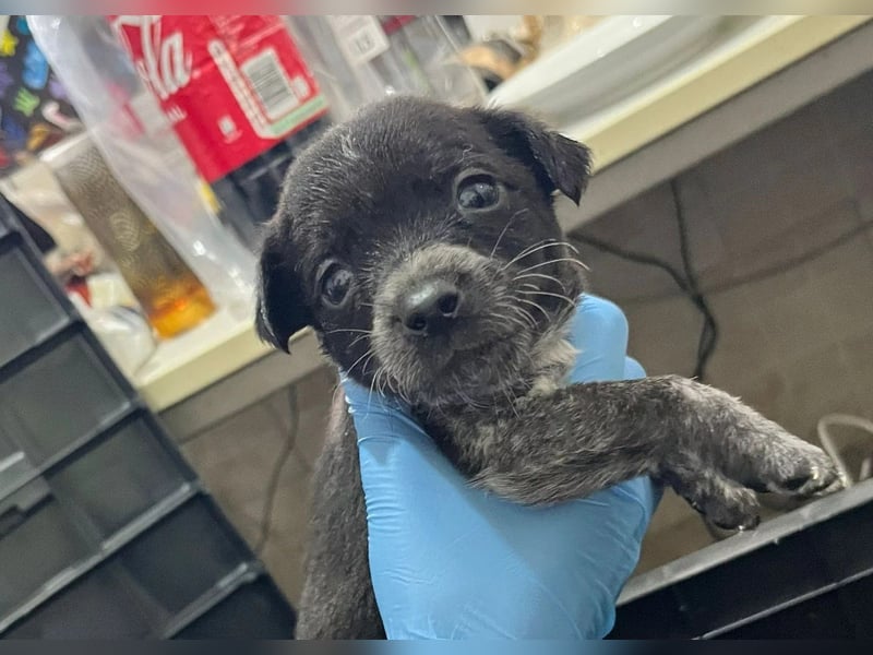 RASTY - zauberhafter Welpenjunge sucht seine Familie