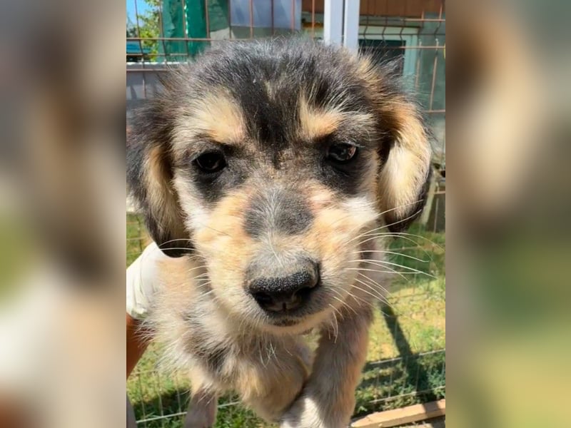 BONNIE - zuckersüßes Welpenmädchen sucht liebevolles Zuhause