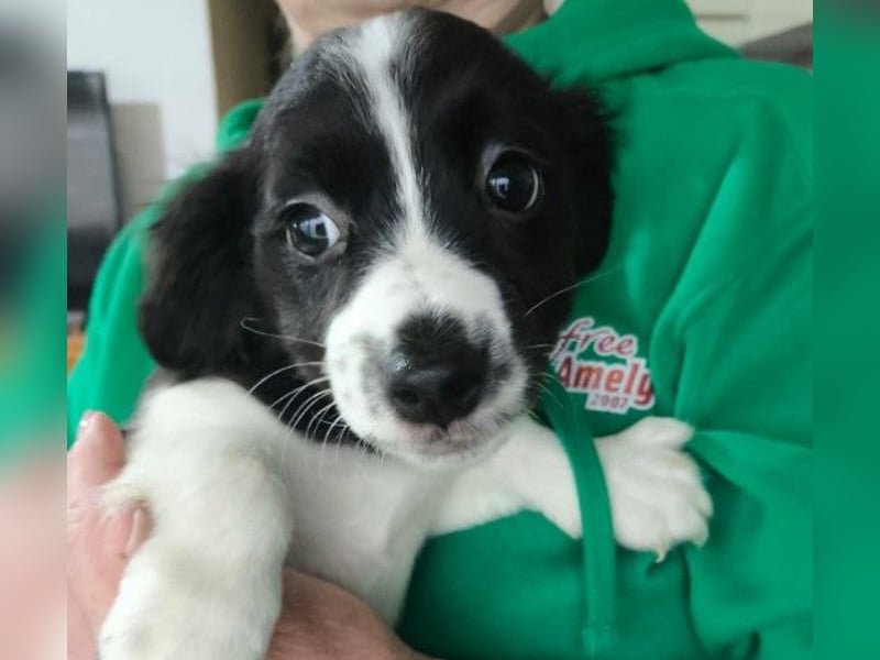 Zauberhafter Welpe Rumi