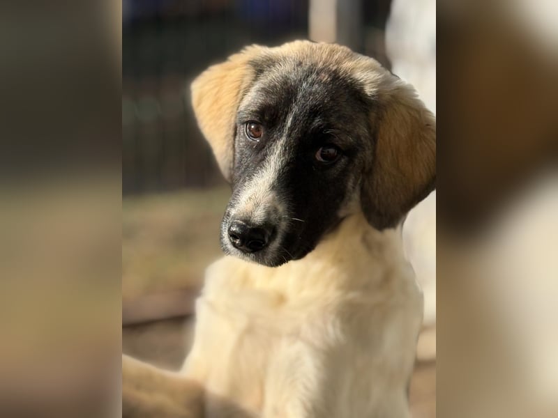 Verspielter Hundejunge COSIMO