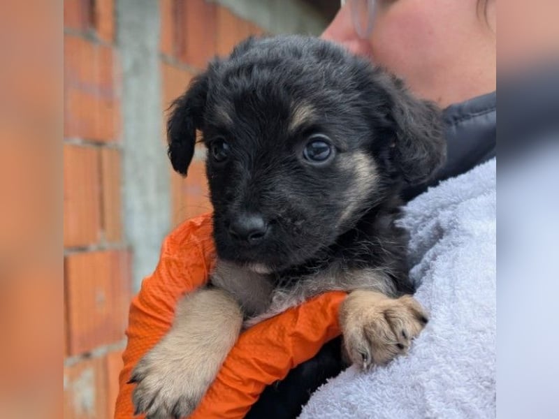 Süßes, liebes Welpenmädchen 23 B