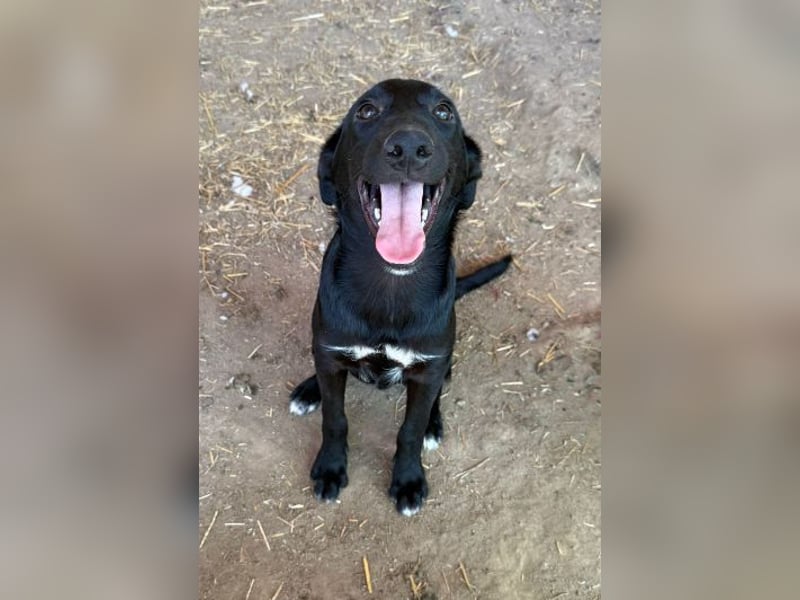 RIO - zuckersüßer Junghund sucht seine Familie