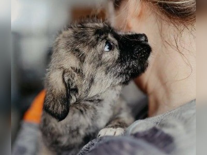 OREA - zuckersüßes Welpenmädchen sucht ihre Familie