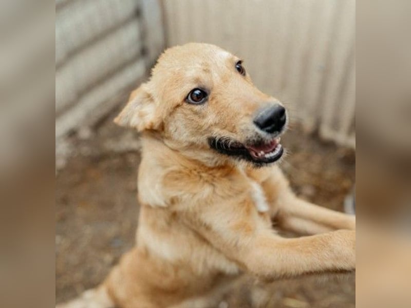 GAIO - menschenbezogener, verschmuster Junghund sucht seine Familie