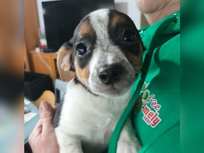 Zauberhaftes, liebes Welpenmädchen Runa