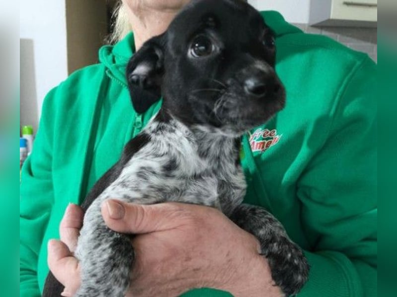 RASTY - zauberhafter Welpenjunge sucht seine Familie