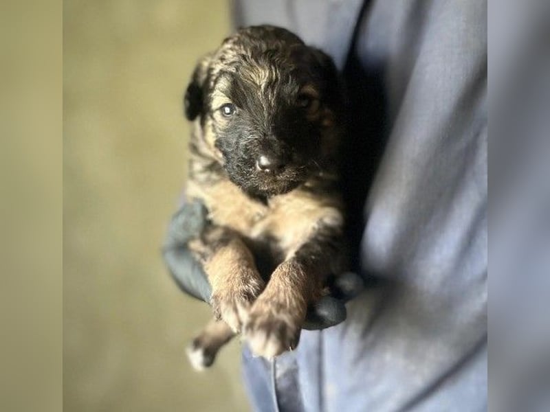Süßer, lieber Welpe Bommel sucht seine Familie