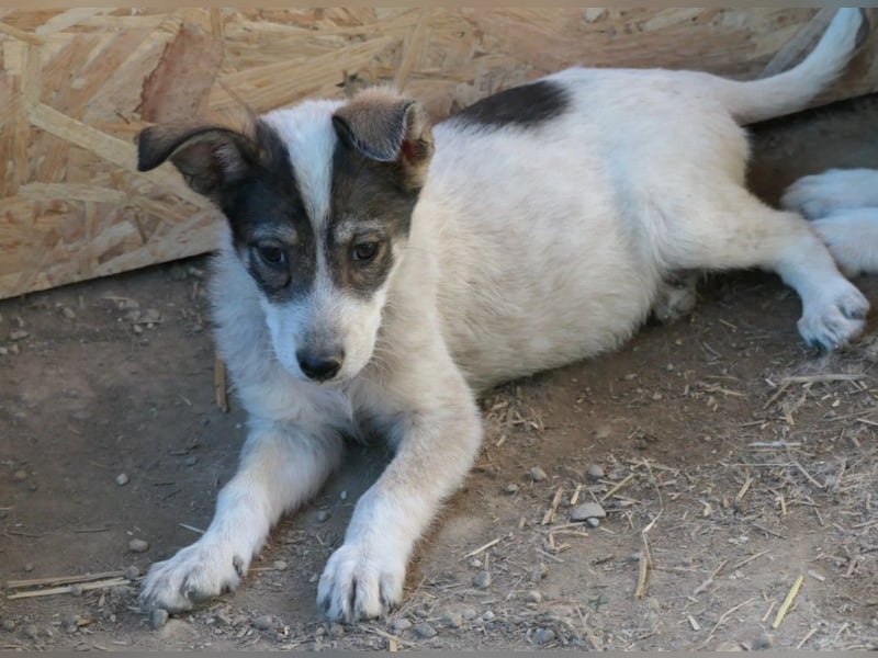 IZZY - bezauberndes Hundemädchen sucht ihre Menschen