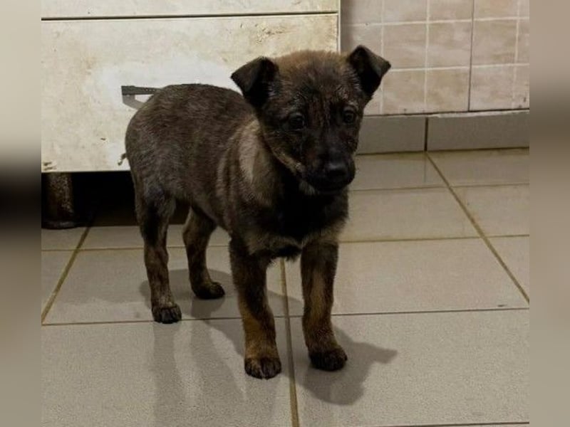 WENDY - sensibles Welpenmädchen sucht ihre Menschen