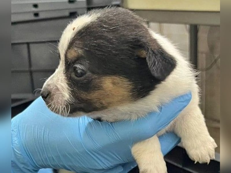 Zauberhaftes, liebes Welpenmädchen Runa