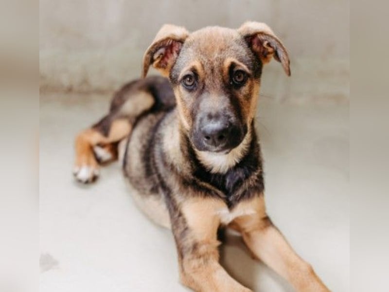 Charlie – Aufgeweckter Herzenshund