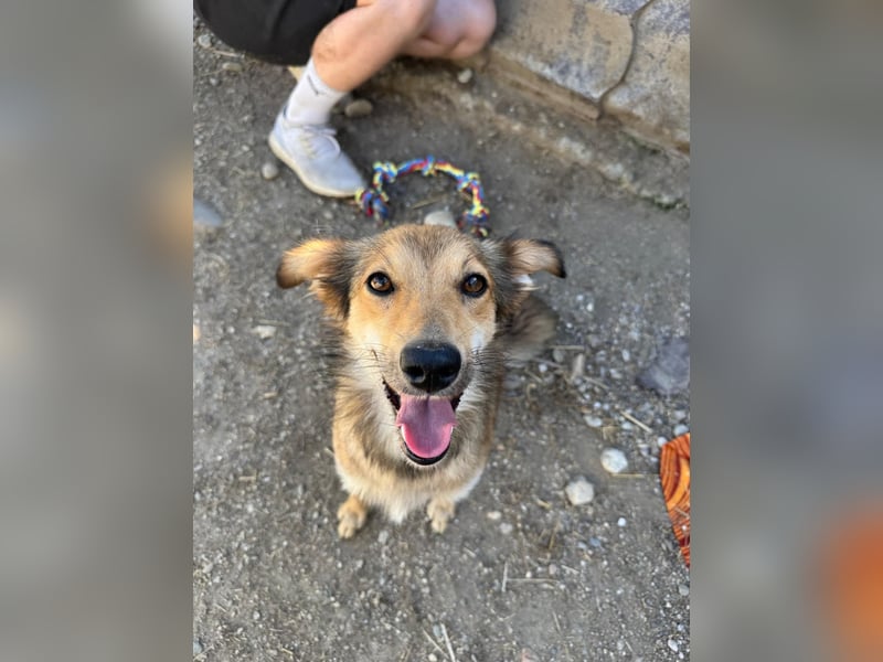 LAIKA - liebenswerte Hündin sucht ihre Herzensmenschen