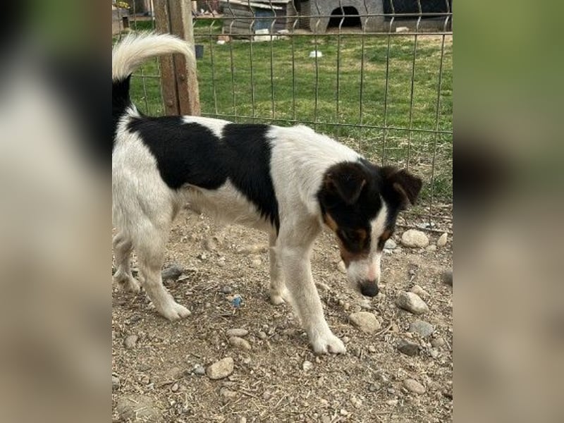 LADY - aufgeweckte Hündin sucht einfühlsames Zuhause