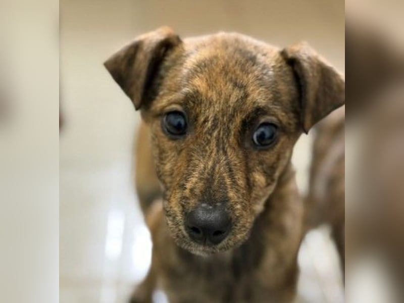 WANDA - zauberhaftes Welpenmädchen sucht ihre Familie