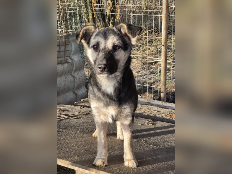 LIZZY - zauberhaftes, liebes Hundemädchen sucht ihre Familie