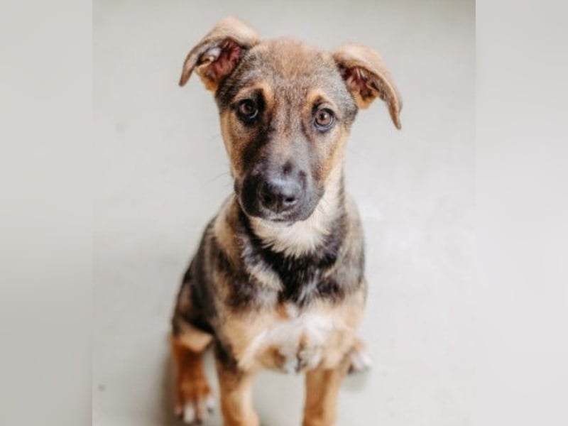 Charlie – Aufgeweckter Herzenshund