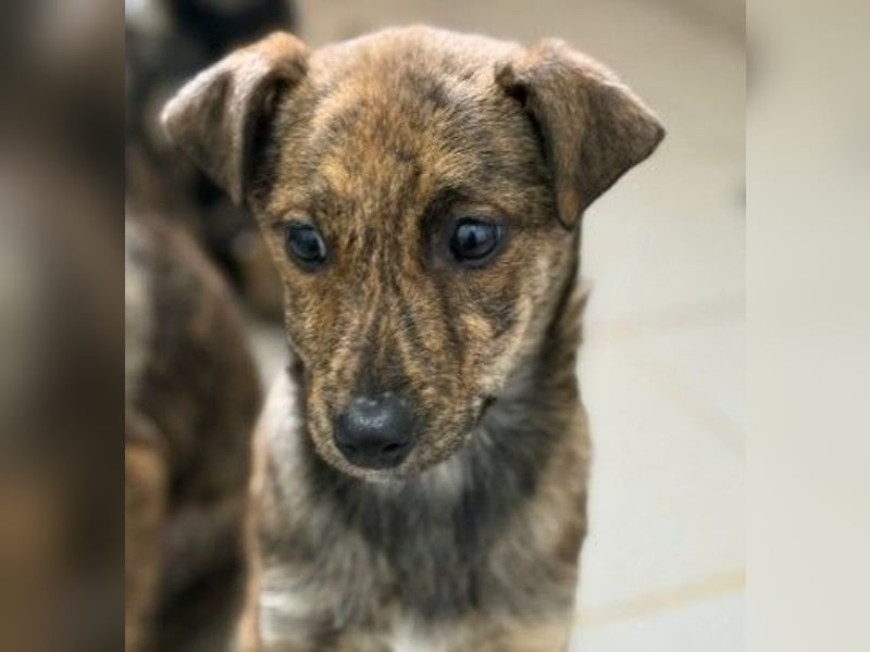 WANDA - zauberhaftes Welpenmädchen sucht ihre Familie