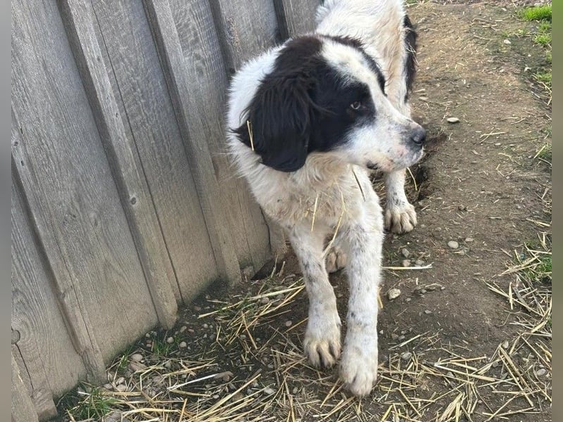 ARNO - freundlicher Rüde sucht seine Familie