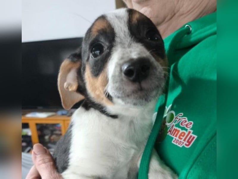 Zauberhaftes, liebes Welpenmädchen Runa