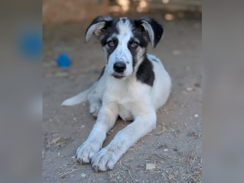 PEARL - zauberhaftes Welpenmädchen sucht ihr Zuhause