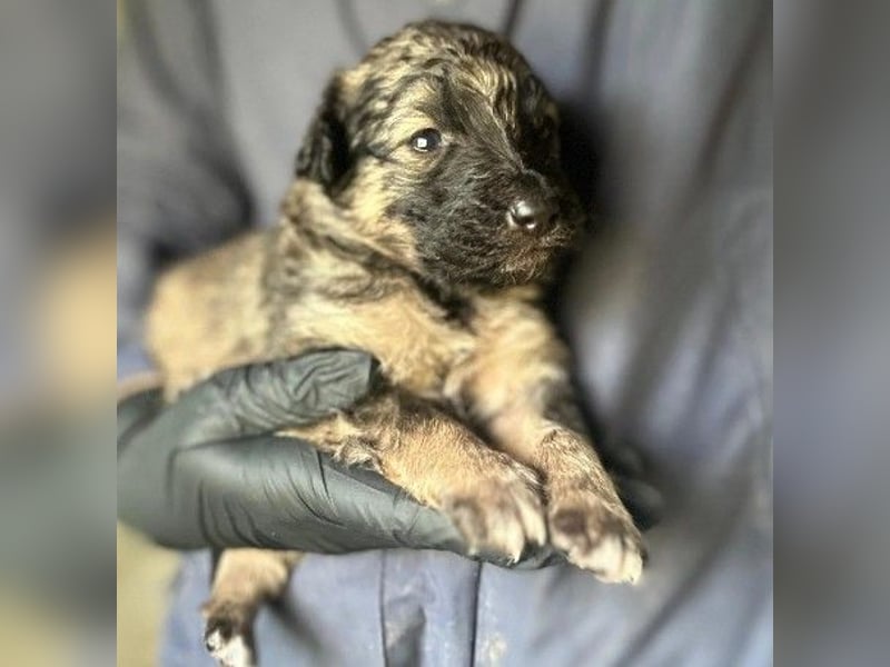 Süßer, lieber Welpe Bommel sucht seine Familie