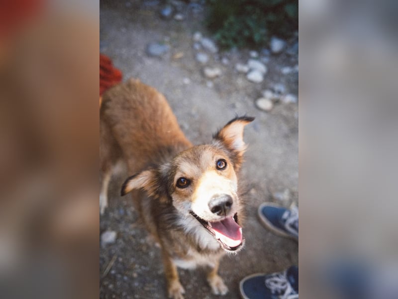 LAIKA - liebenswerte Hündin sucht ihre Herzensmenschen