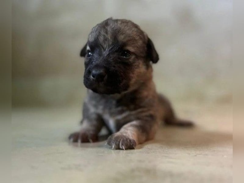 Zauberhafter Welpe Brösel