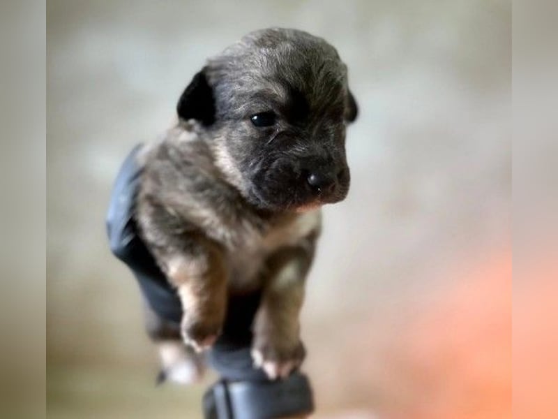 Welpenmädchen Binah