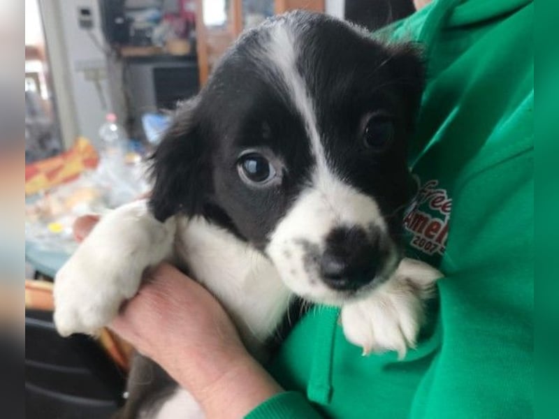 Zauberhafter Welpe Rumi