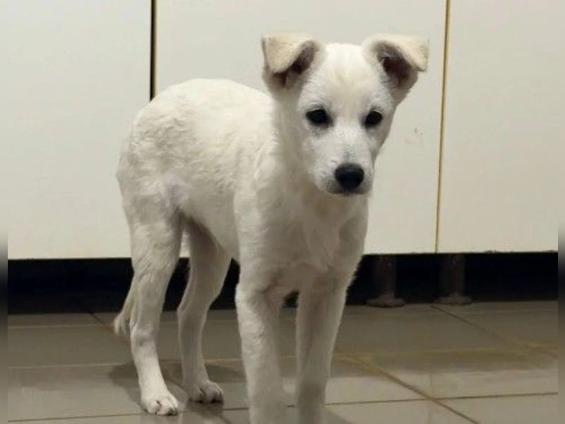 PETERCHEN - zuckersüßer Hundejunge sucht seine Menschen